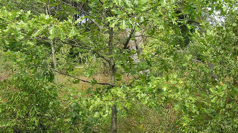 Oak tree