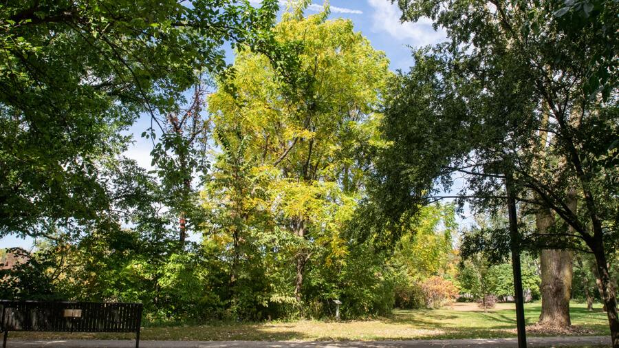 Walnut tree