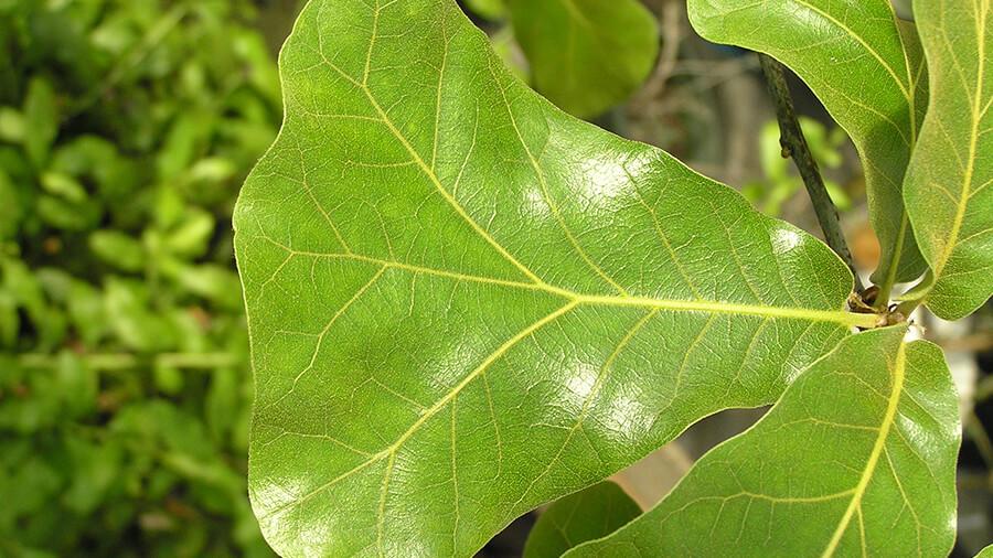 Oak leaf