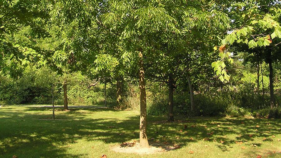 Blue ash tree