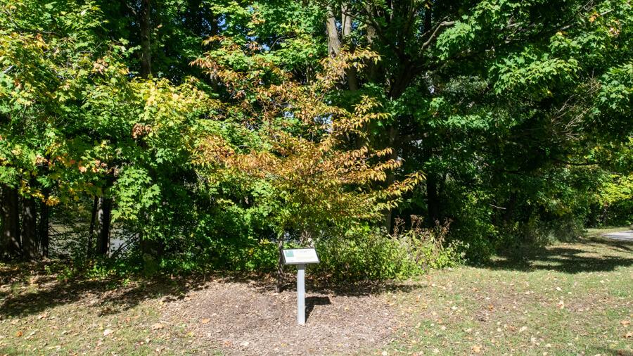 Bluebeech tree