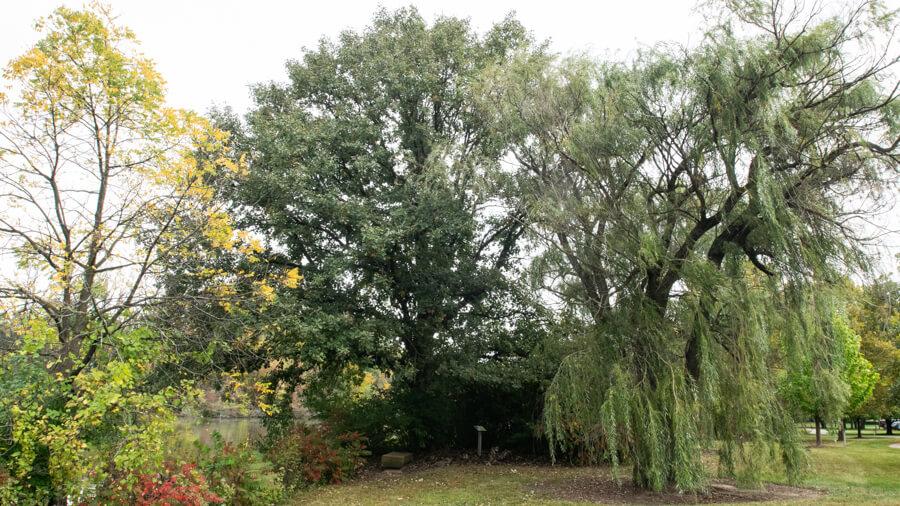 Bur Oak Tree