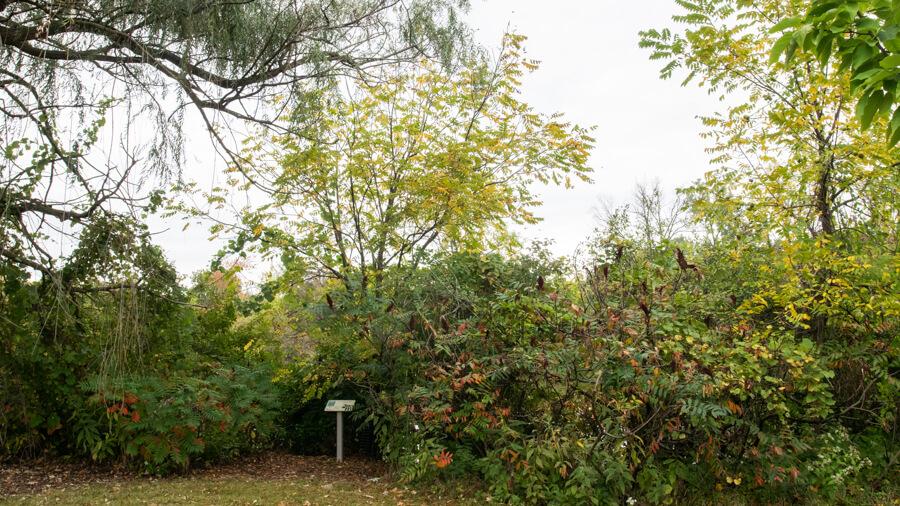 Butternut tree