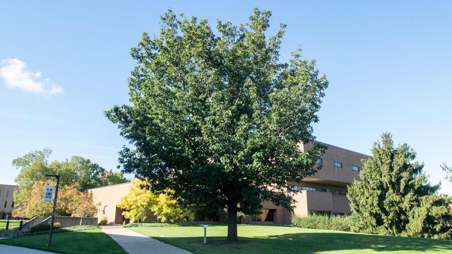 Oak tree