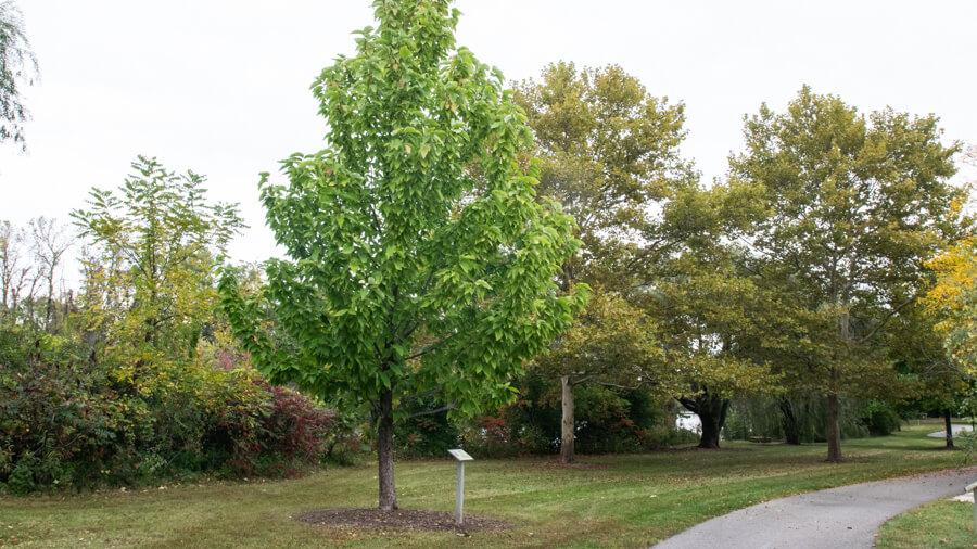 Magnolia tree