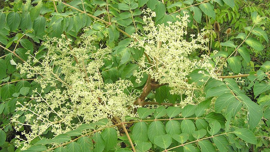 Tree leaves