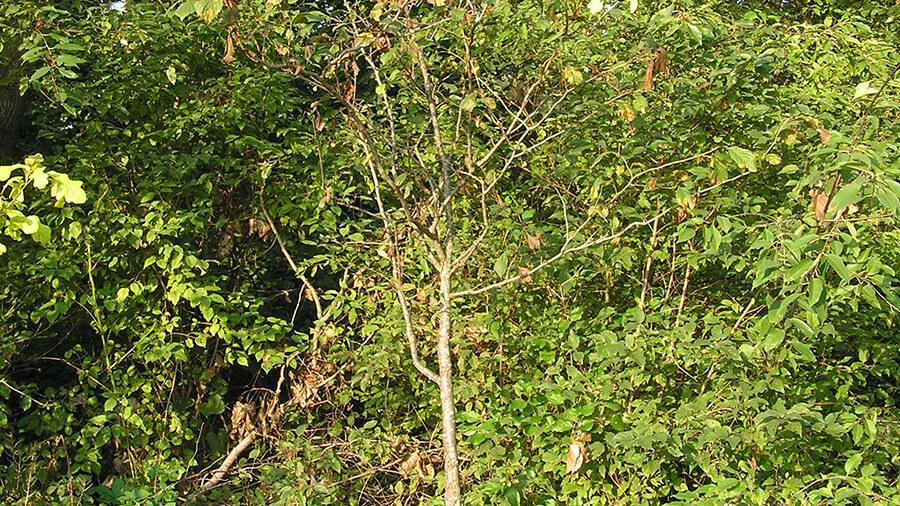 Hawthorn tree