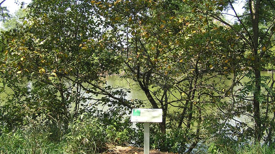 Hawthorn tree