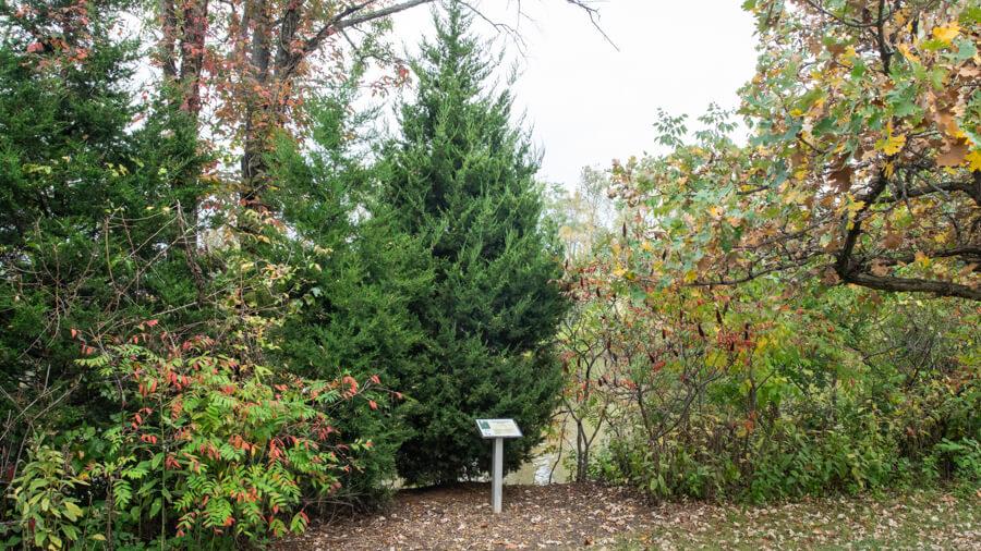 Redcedar Tree