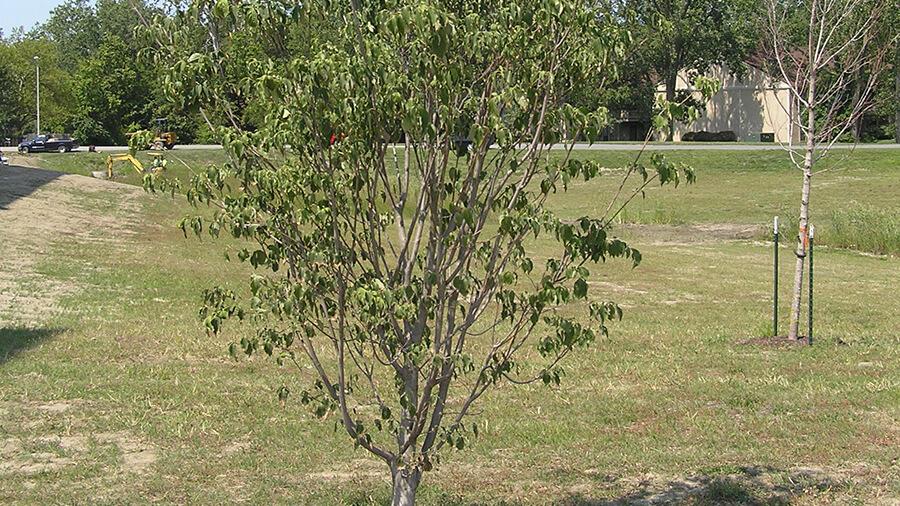 Dogwood tree
