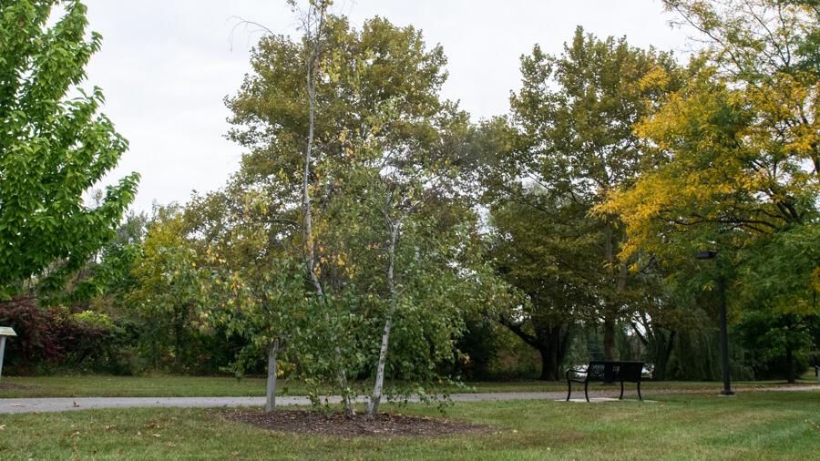 Birch tree