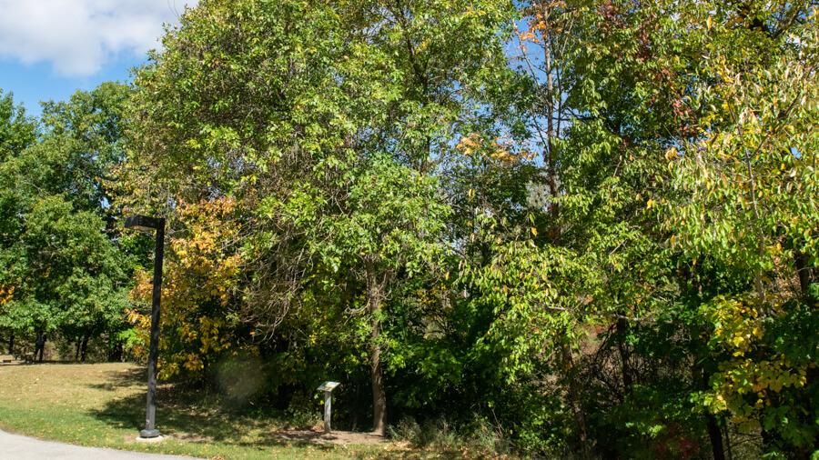 Green ash tree