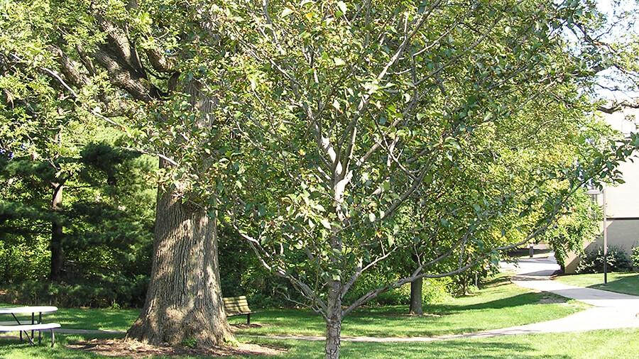 Hawthorn tree