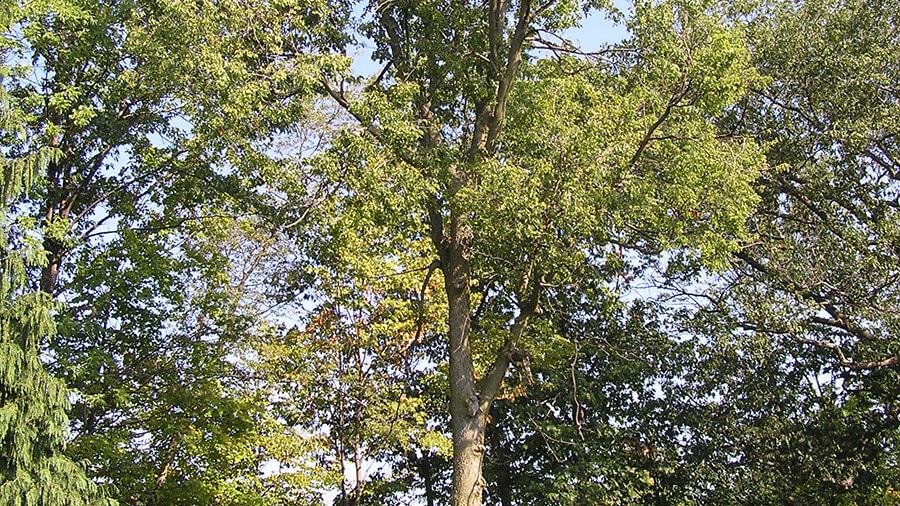 Hackberry tree