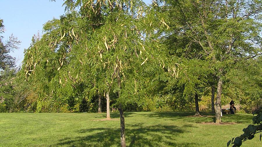 honeylocust tree