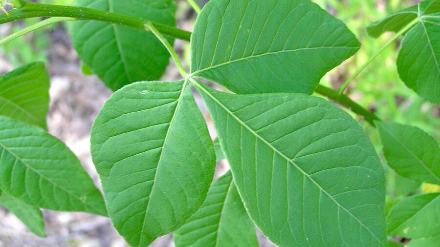 hoptree leaves