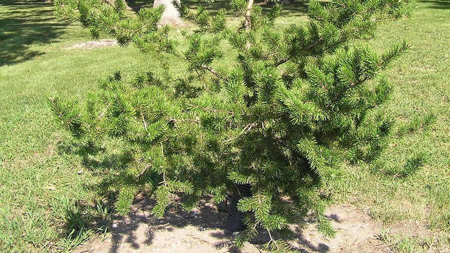 Jack pine tree