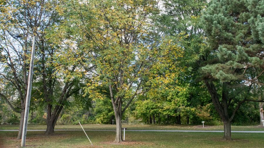 Kentucky coffeetree