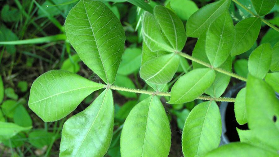Hickory leaves