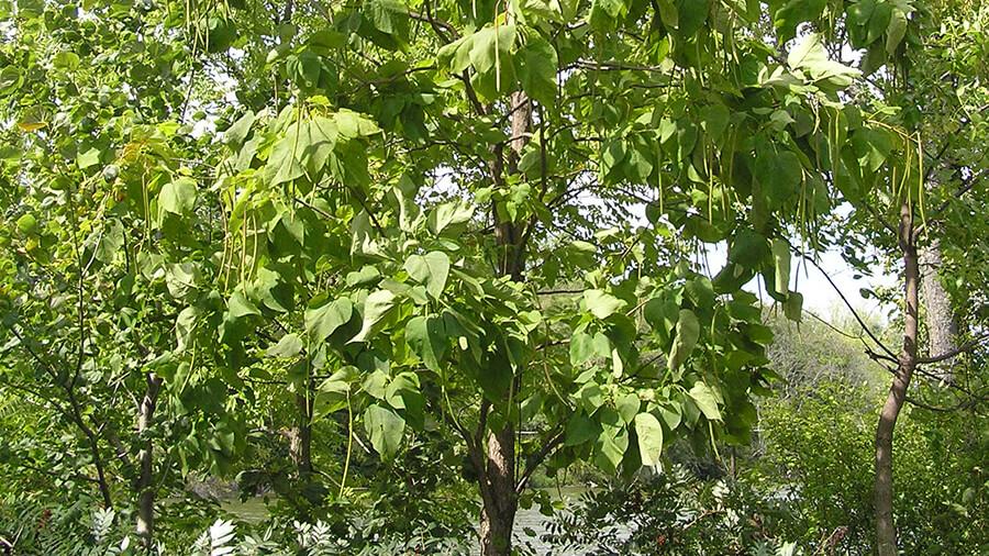 Northern catalpa tree