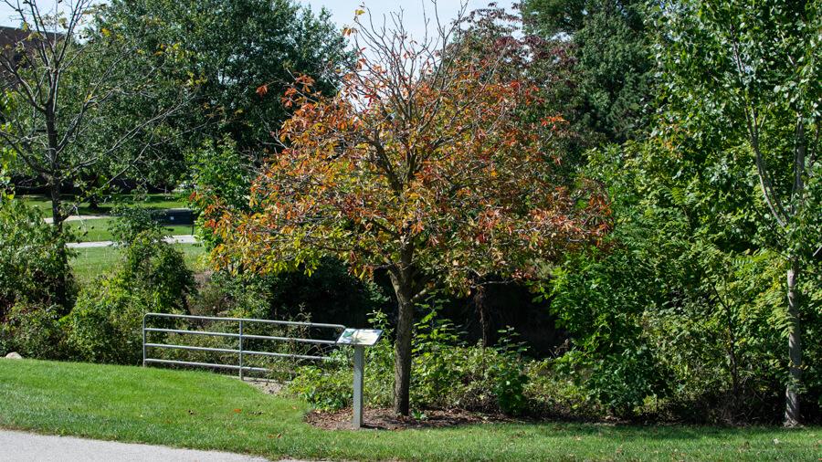 Buckeye tree
