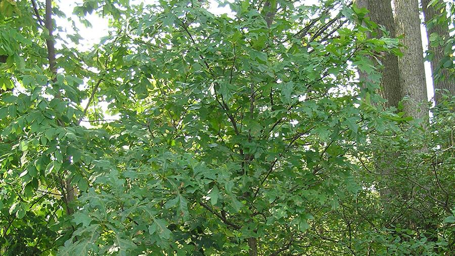 Oak tree