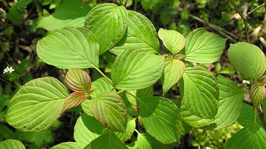 Dogwood tree