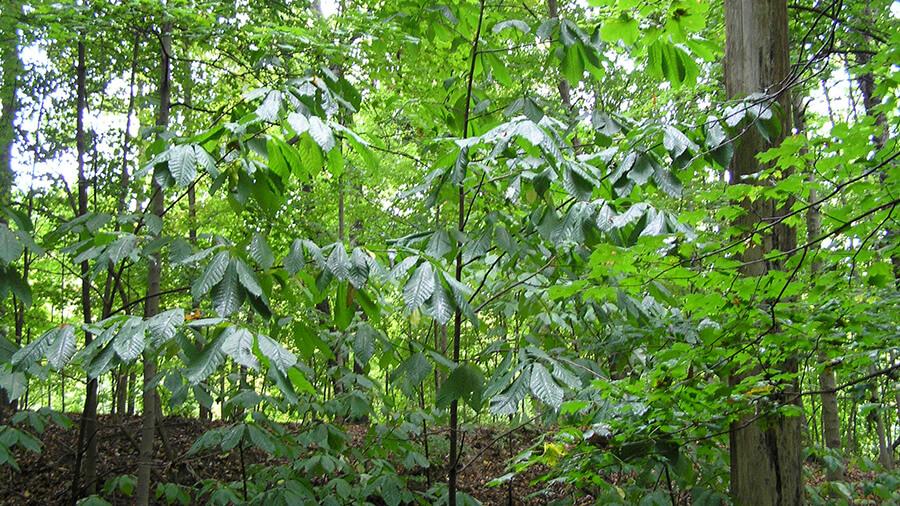Pawpaw tree
