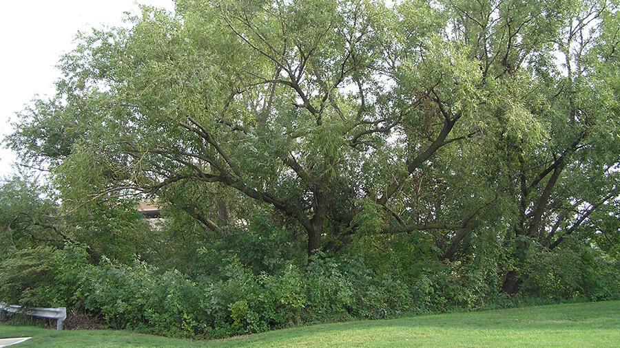 Willow tree