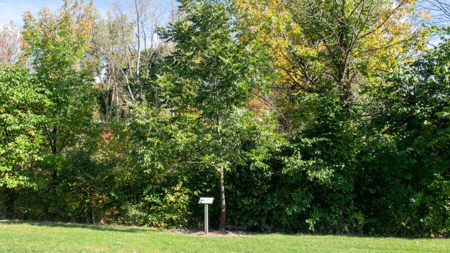Pecan tree