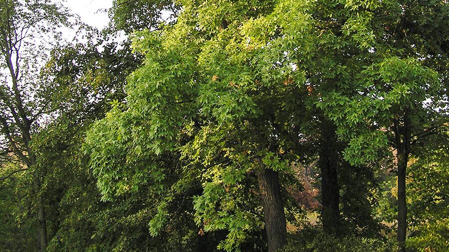 Hickory tree