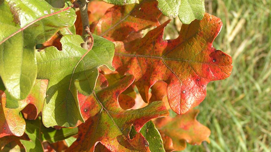 Post oak leaves