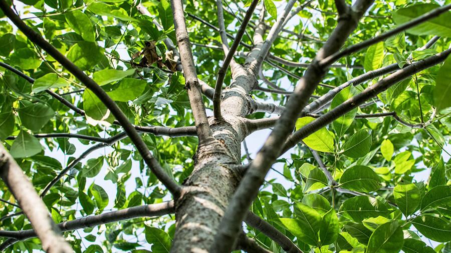 Ash tree