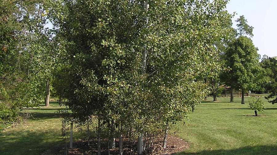 Aspen tree