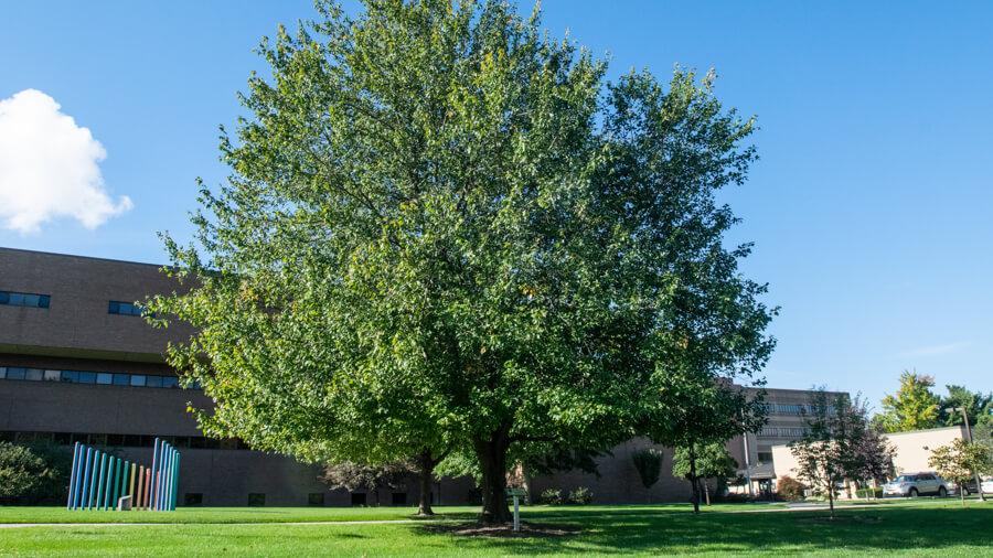 Red maple tree