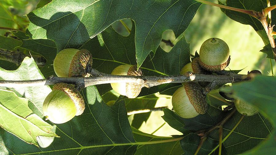 Oak tree