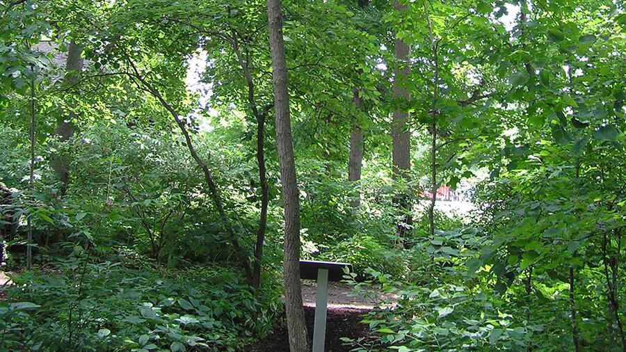 Sassafras tree