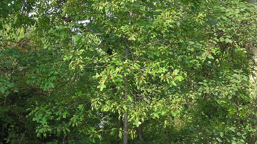 Oak tree