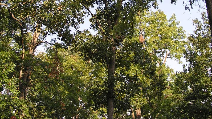 Hickory Tree