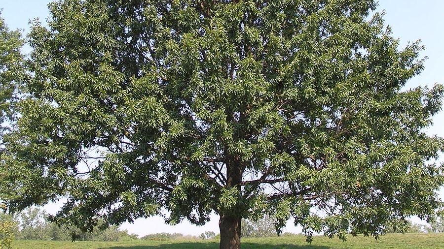 Oak tree