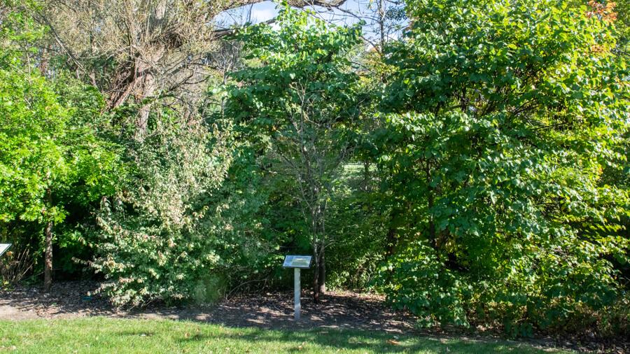 Mountainash tree