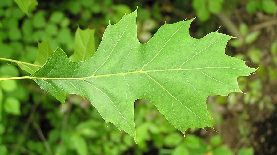 Oak leaf