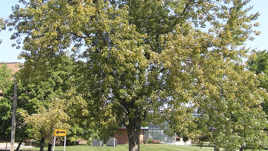 Maple tree
