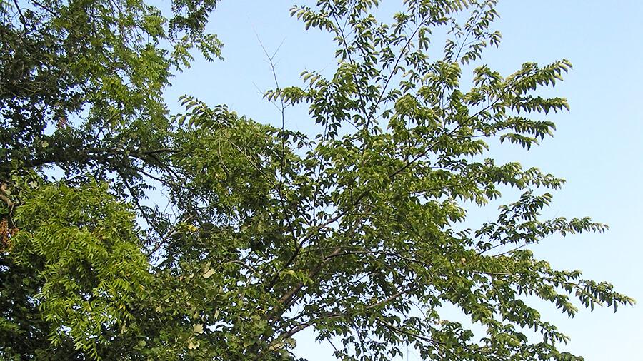 Elm tree