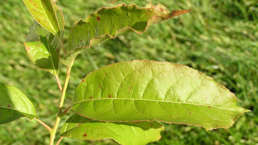Sourwood leaves