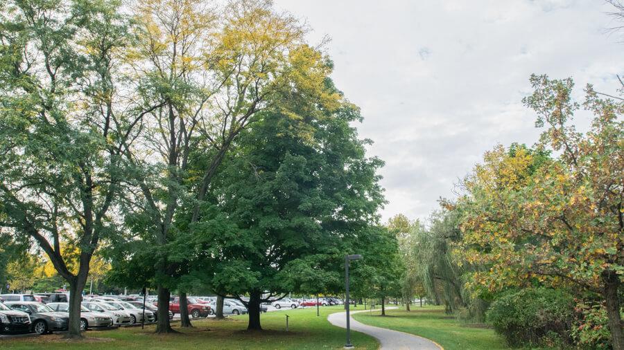 Maple tree