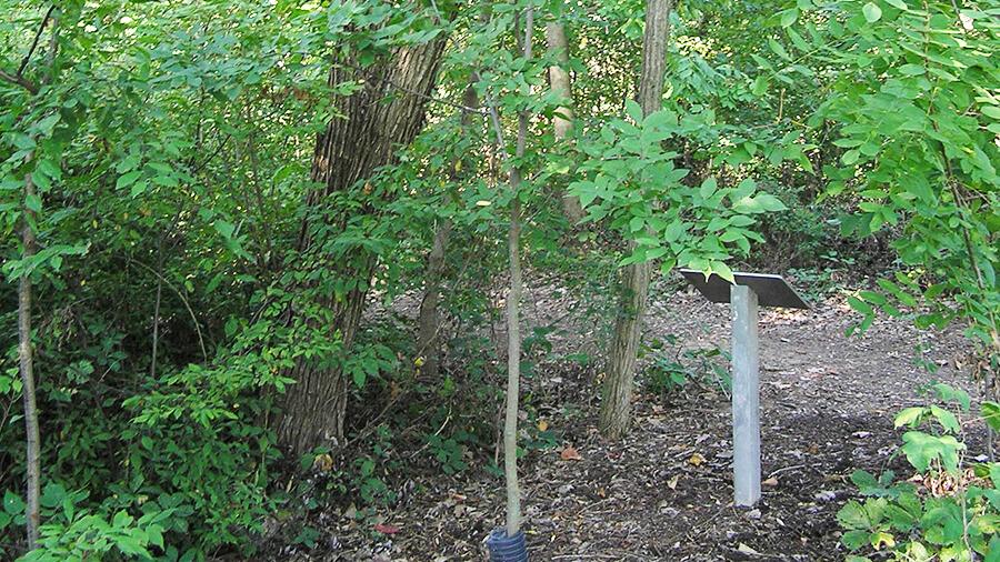 Sugarberry tree