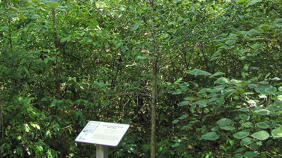 Oak Tree