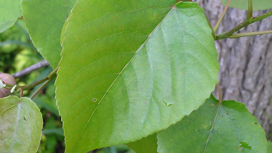 Cottonwood leaf