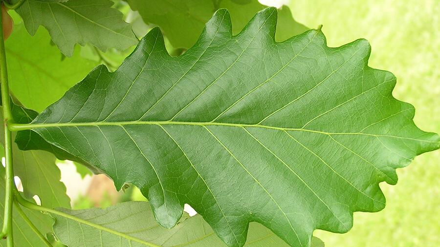 Oak leaf